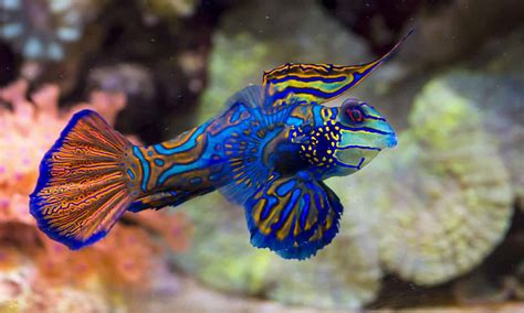 cute fish real|Meet The 10 Cutest Fish In The World .